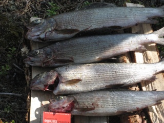 Harjus 2,00 kg