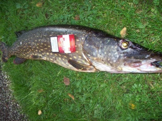 Hauki 6,20 kg