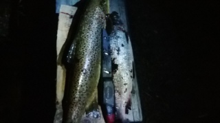 Harjus 1,00 kg