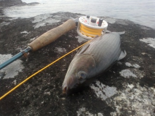 Harjus 1,00 kg