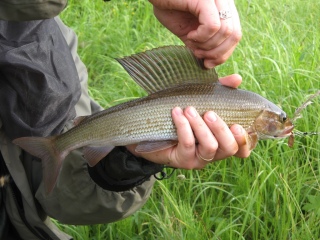 Harjus 500 g