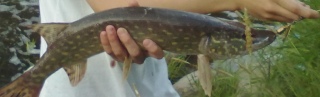 Hauki 1,09 kg