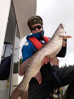 Hauki 7,33 kg