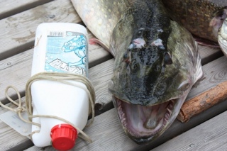 Hauki 5,30 kg