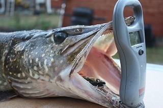 Hauki 6,27 kg