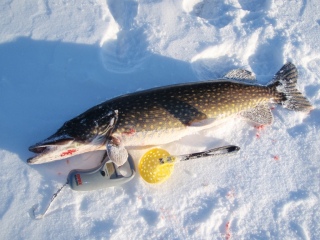 Hauki 4,59 kg
