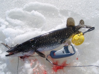 Hauki 2,42 kg