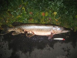 Hauki 2,80 kg