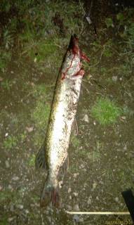 Hauki 1,53 kg