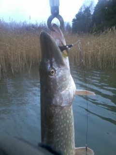 Hauki 3,32 kg