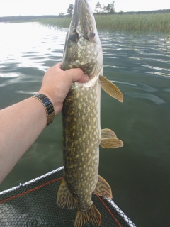 Hauki 2,14 kg