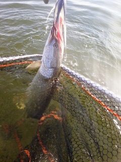 Hauki 4,50 kg