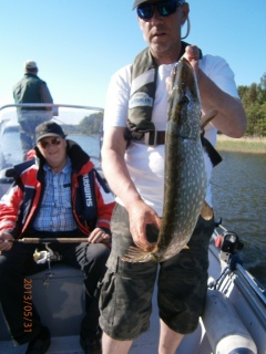 Hauki 1,75 kg