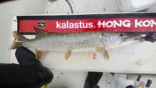 Hauki 3,50 kg