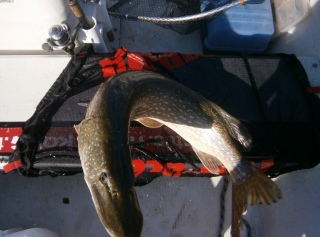 Hauki 6,60 kg
