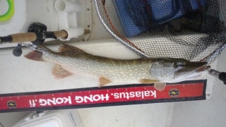 Hauki 4,50 kg