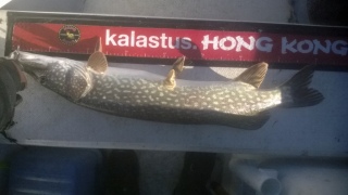 Hauki 3,60 kg