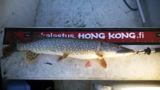 Hauki 4,10 kg