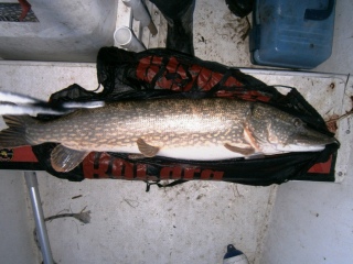 Hauki 9,80 kg