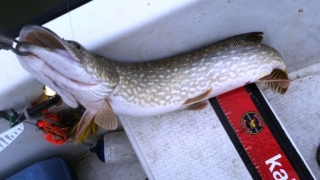 Hauki 5,20 kg