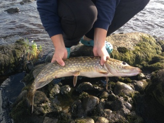 Hauki 2,80 kg