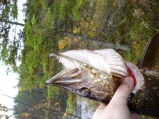 Hauki 1,50 kg