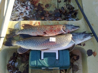 Hauki 7,20 kg