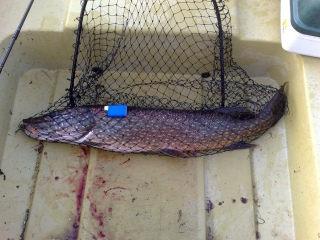 Hauki 4,00 kg