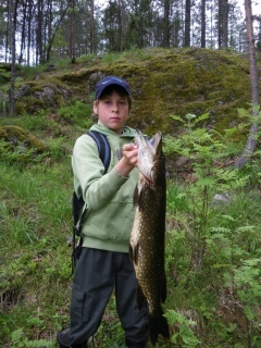 Hauki 3,50 kg