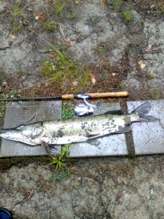Hauki 3,20 kg