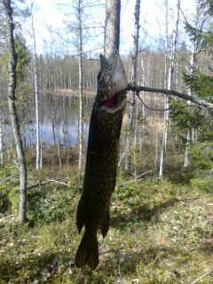 Hauki 1,20 kg
