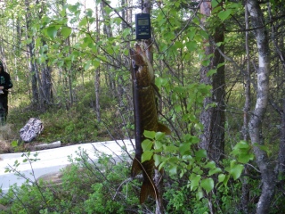 Hauki 1,04 kg