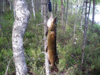 Hauki 1,32 kg