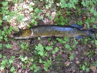 Hauki 2,47 kg