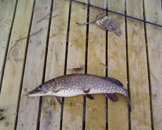 Hauki 1,68 kg