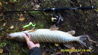 Hauki 2,35 kg