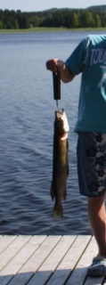 Hauki 1,50 kg