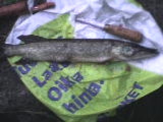 Hauki 500 g