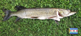 Hauki 785 g