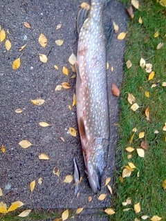 Hauki 1,30 kg