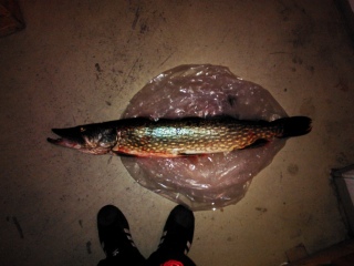 Hauki 4,72 kg