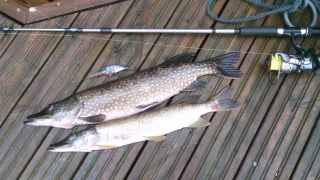 Hauki 2,84 kg