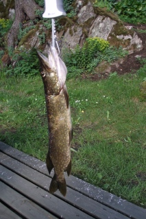 Hauki 1,13 kg