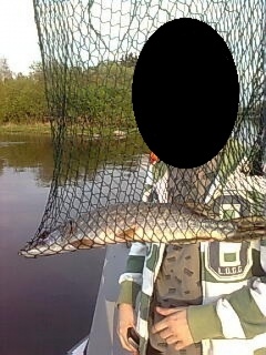 Hauki 1,00 kg