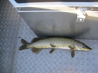 Hauki 1,80 kg
