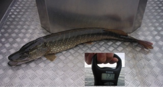 Hauki 7,27 kg