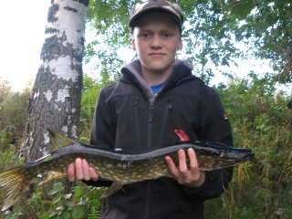 Hauki 2,00 kg