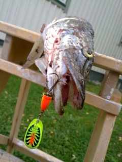 Hauki 1,95 kg