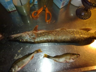 Hauki 1,20 kg