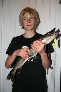 Hauki 1,40 kg